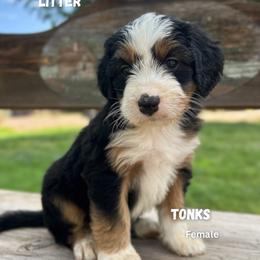 Tonks - Tri-color female Bernedoodle puppy in Thatcher, New Mexico from Brush Fire Doodles