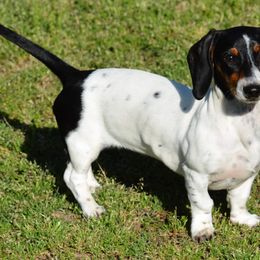 Delaney - Dachshund