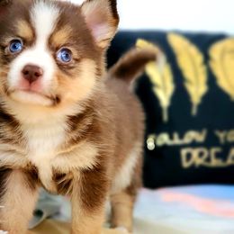 Pomsky Puppies from Candyland Pomskies
