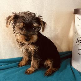 Teddy - Black and gold male Yorkshire Terrier puppy in Marion, Indiana from Regal Yorkie
