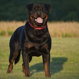 Bumboks - Rottweiler