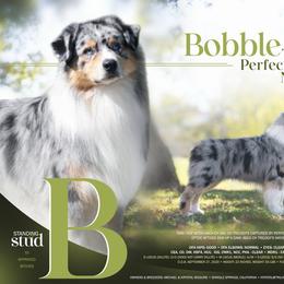 Glinda - Red merle female Australian Shepherd puppy in California from Trilogy Australian Shepherds