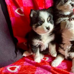 Sammy - Black and white male Pomsky puppy in Cave Creek, Arizona from Arizona Luxury Pomskies