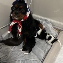 Cavalier King Charles Spaniel Puppies from Pam's Cavalier King Charles Spaniels