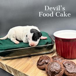 Dalmatian, Poodle, and Rhodesian Ridgeback Puppies from Ruffles, Ridges, & Spots!