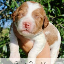 Cupcake - Parti female Goldendoodle puppy in Comanche, Texas from Central Texas Doodles, LLC.