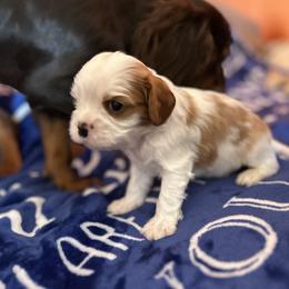 Asher - AKC - Blenheim male Cavalier King Charles Spaniel puppy in Fairmount, Indiana from Dream Maker Cavaliers
