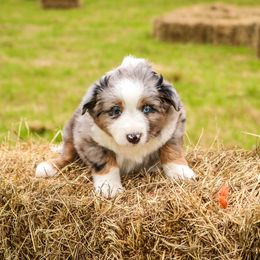 Miniature Australian Shepherd Puppies from Lost Coast Aussies