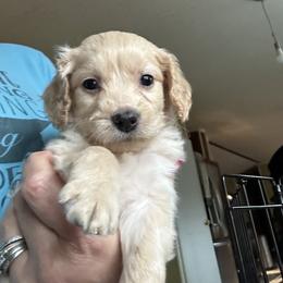 Toby - Cream male Goldendoodle puppy in Waynesboro, Virginia from Forest Creek Kennel