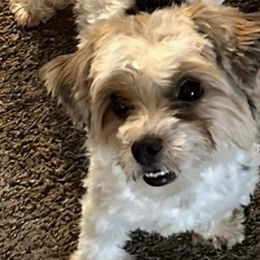 Lolli - Yorkshire Terrier