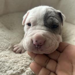 Galileo (Leo) - White male American Pit Bull Terrier puppy in Frederick, Maryland from •Wyngate Pits•