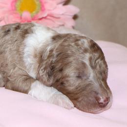 Veruca - Chocolate merle female Bernedoodle puppy in Ohio from Moore Doodles