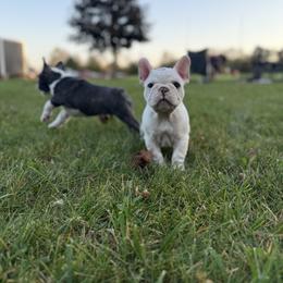 Casp - Cream male French Bulldog puppy in Indiana from Pine Valley Frenchies