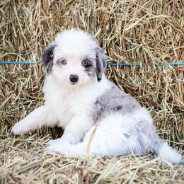 Aussiedoodle and Miniature Australian Shepherd Puppies from Biggie Ranch