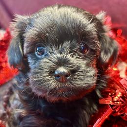 Sunshine Skyway - Black female Havapoo puppy in Howard City, Michigan from Petite Joie Puppies