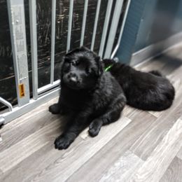 German Shepherd Puppies from Blanchard's Upstate Shepherds