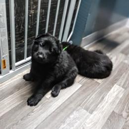 German Shepherd Puppies from Blanchard's Upstate Shepherds