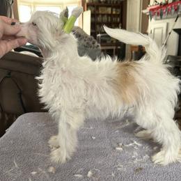 Opal - White and chocolate female Chinese Crested puppy in New Windsor, Maryland from Ambush Kennel