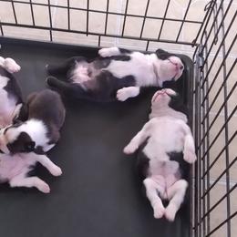 Boston Terrier Puppies from I Love Pups