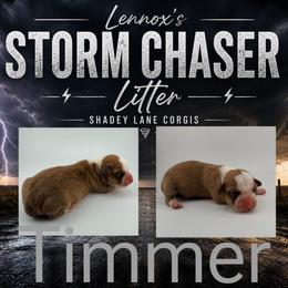 Timmer - Sable and white male Cardigan Welsh Corgi puppy in Bland, Missouri from Shadey Lane Corgis