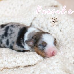 Pancake - Blue merle female Toy Australian Shepherd puppy in Charlestown, Indiana from Hydden Aussies