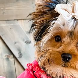 Yorkshire Terriers from Bella's Beautiful Yorkies
