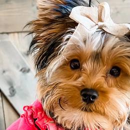 Yorkshire Terriers from Bella's Beautiful Yorkies