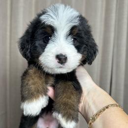 Grey - Tri-color female Bernedoodle puppy in Alpharetta, Georgia from Doodles of Buckhead