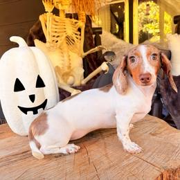 Faye - Dapple female Dachshund puppy in Washburn, Tennessee from Clinch Mountain Dachshunds