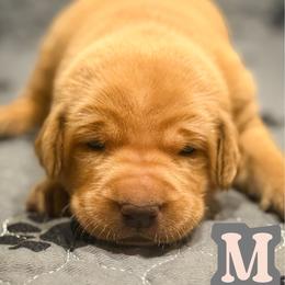 Gray Male - Yellow male Labrador Retriever puppy in Franklin, Virginia from Oak Hollow Retrievers