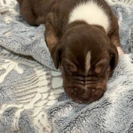 Chocolate Mantle BP - Chocolate female Great Dane puppy in Greenville, South Carolina from Allen’s Ridge Ranch