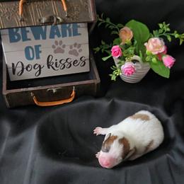 Forrest - Chocolate parti male Pomeranian puppy in Newport News, Virginia from Itty Bitty Poms
