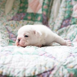 Bulldog Puppies from Brandywine Bulldogs