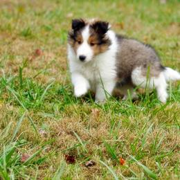 Pomsky, Shetland Sheepdog, and Toy Shetland Sheepdog Puppies from Mountain High Kennels