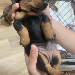Dachshund Puppies from CV Doxies