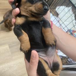 Dachshund Puppies from CV Doxies