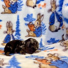 Persephone - Dapple female Dachshund puppy in Nampa, Idaho from 208 Wiener Wiggle Butts LLC