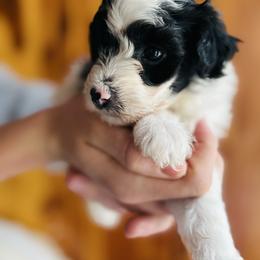 Bump - male Havapoo puppy in Natural Bridge, Virginia from Rockbridge Puppies