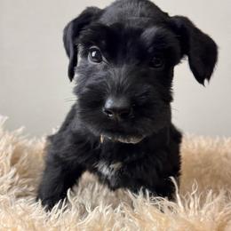 Boy 1 - Silver Collar - Black male Giant Schnauzer puppy in St George, Utah from Schnauzer Ranch