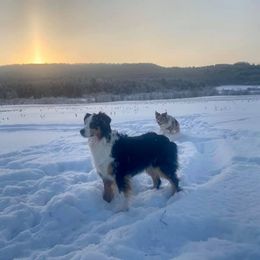 Australian Shepherd All Grown Up from Silver Spoon Aussies