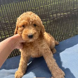 Brown collar - Red  female Poodle puppy in Cookeville, Tennessee from The Palks Poodles