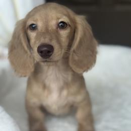 Holden - Cream male Dachshund puppy in Bentonville, Arkansas from Boujee Buns Dachshunds