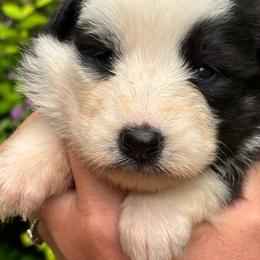 Panda female 3 - Panda female German Shepherd puppy in Lordstown, Ohio from Jewels German Shepherd