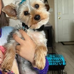 Labrador Retriever and Yorkshire Terrier All Grown Up from Salas Yorkies NV