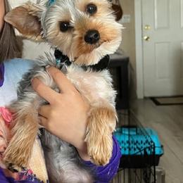 Labrador Retriever and Yorkshire Terrier All Grown Up from Salas Yorkies NV