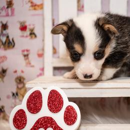 Pink - Black and tan female Pembroke Welsh Corgi puppy in Dobson, North Carolina from Clover S Farm