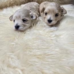 Girl 2 - Cream female Maltipoo puppy in Washington from Mt.BakerPoodles&Doodles