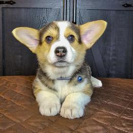 Spruse - Black and tan female Pembroke Welsh Corgi puppy in Fortine, Montana from North Star Pembroke Welsh Corgi's