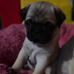 Midge - Fawn female Pug puppy in Saint Pauls, North Carolina from Copperfield’s Goldens