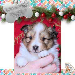 Girl 1 - Queen of Spades - Sable and white female Shetland Sheepdog puppy in Elberton, Georgia from Ioney's Southern Paws Shelties, Frenchies, and Yorkies